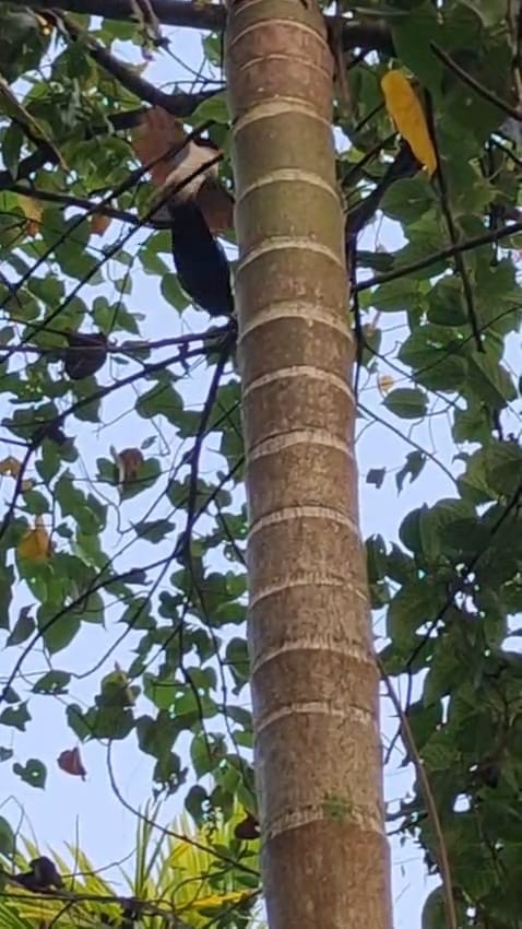 カンムリカッコウ - ML646285041