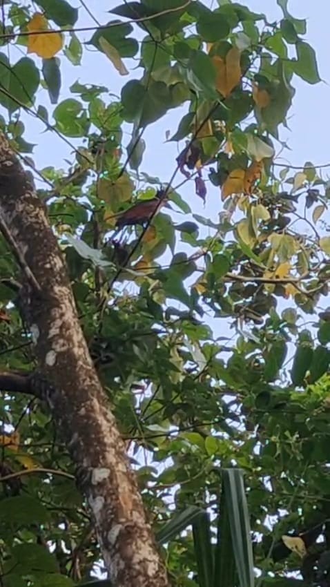 カンムリカッコウ - ML646285042