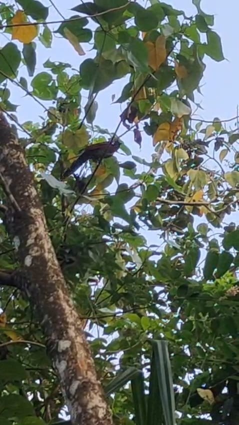 カンムリカッコウ - ML646285043