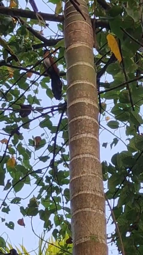 カンムリカッコウ - ML646285044