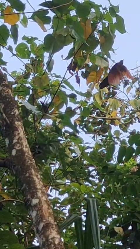 カンムリカッコウ - ML646285045