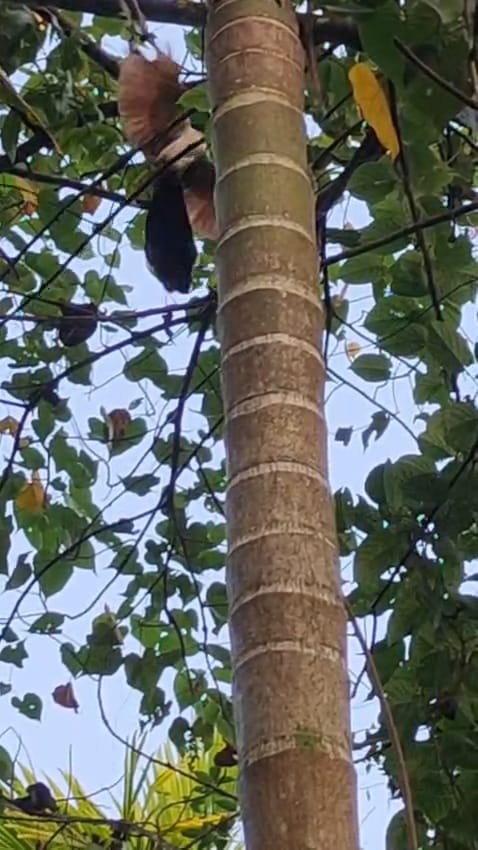 カンムリカッコウ - ML646285046