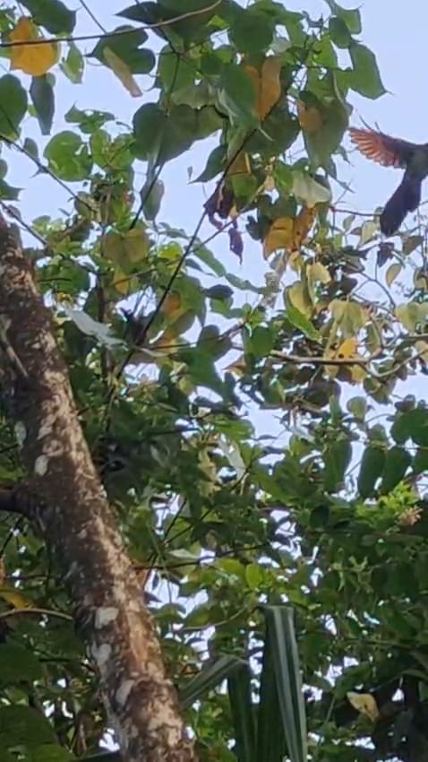 カンムリカッコウ - ML646285047