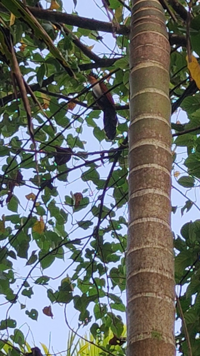 カンムリカッコウ - ML646285048