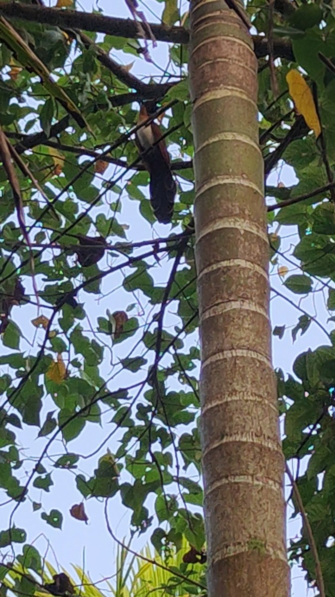 カンムリカッコウ - ML646285049