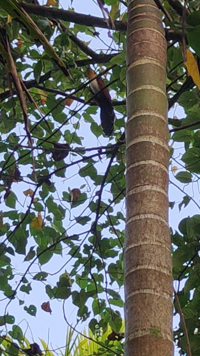 カンムリカッコウ - ML646285050