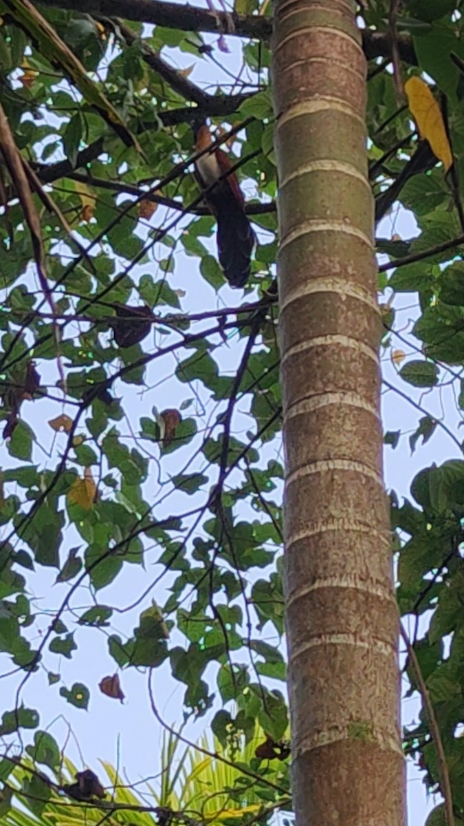 カンムリカッコウ - ML646285051