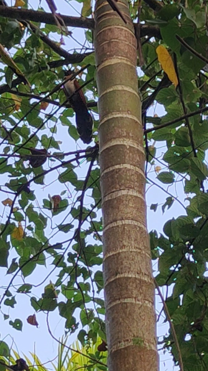 カンムリカッコウ - ML646285054