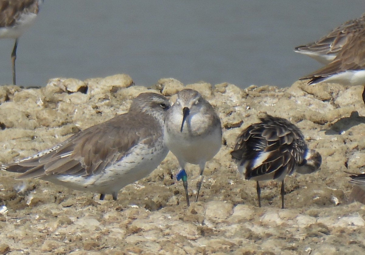 Curlew Sandpiper - ML646285063