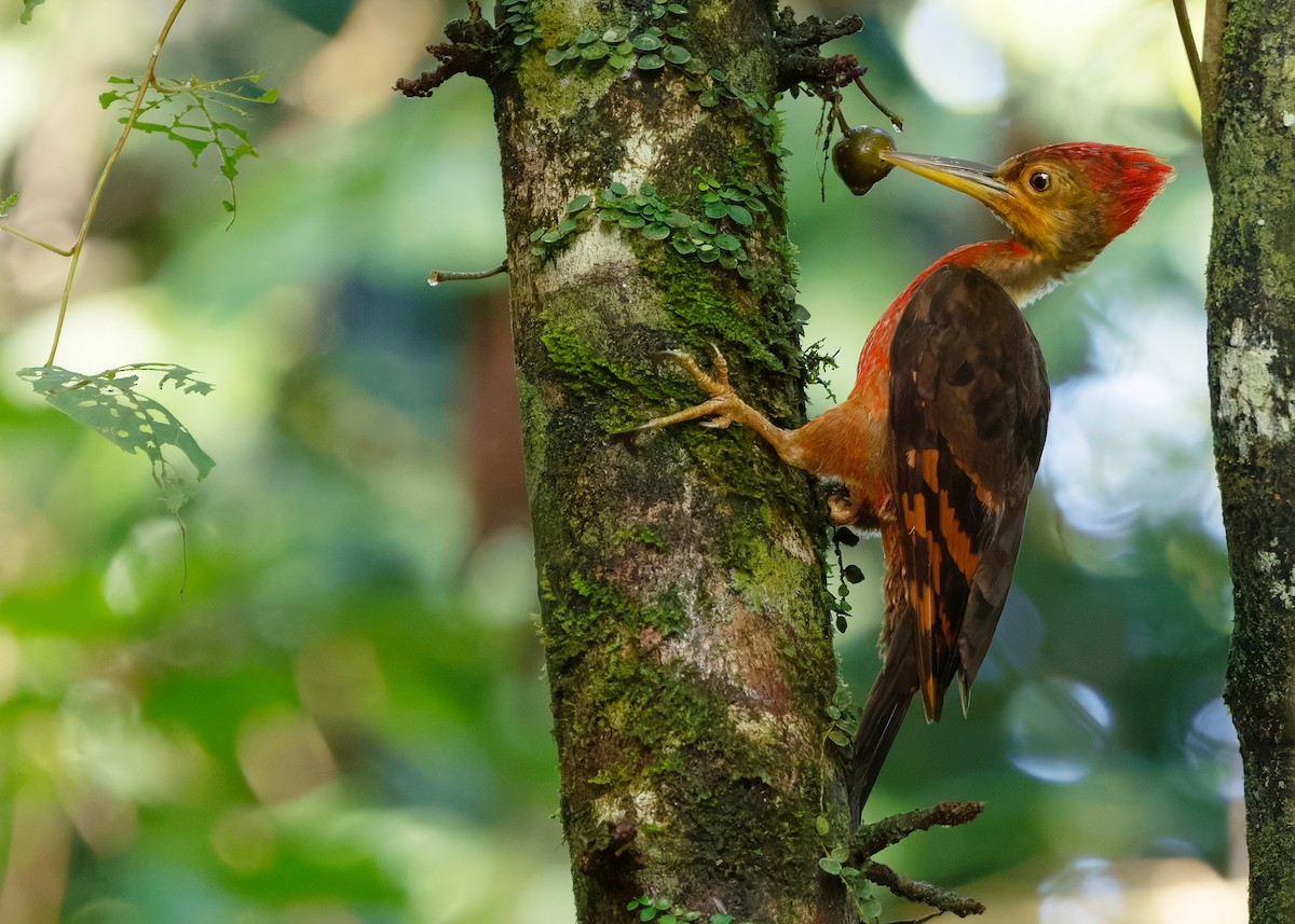 Orange-backed Woodpecker - ML646285075