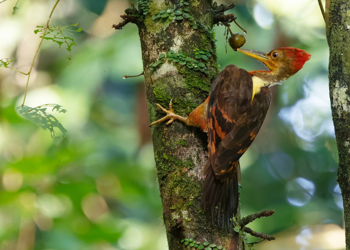 Orange-backed Woodpecker - ML646285076