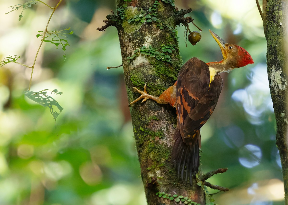 Orange-backed Woodpecker - ML646285077