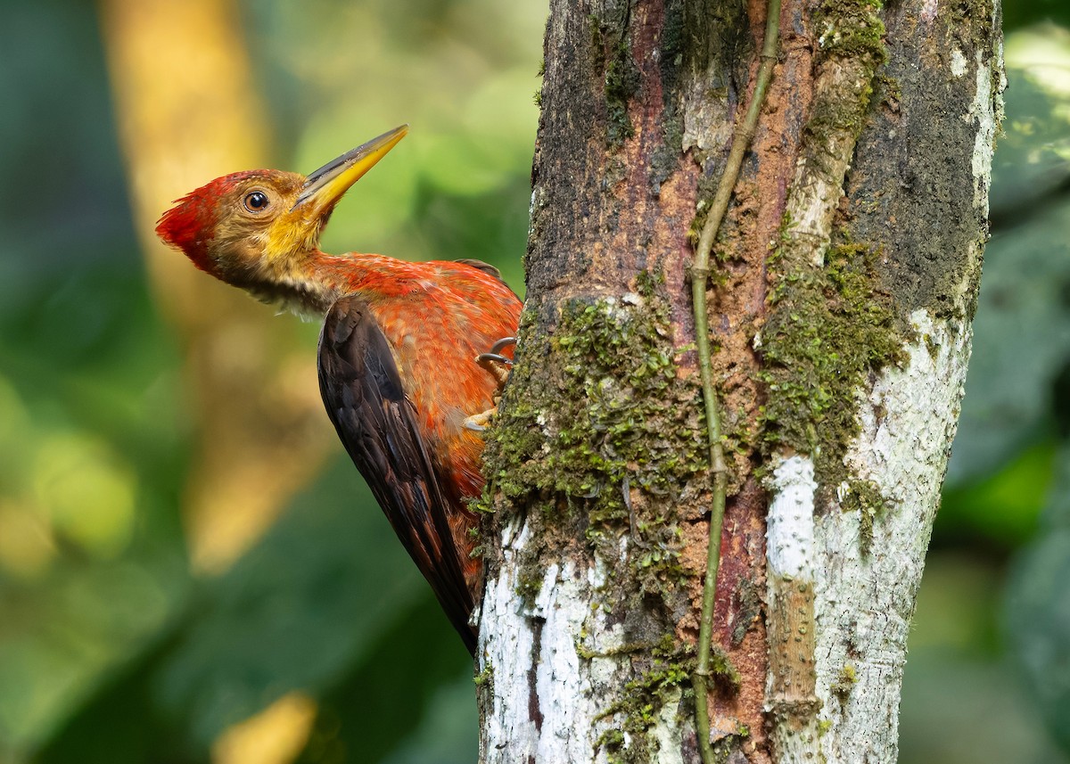 Orange-backed Woodpecker - ML646285078