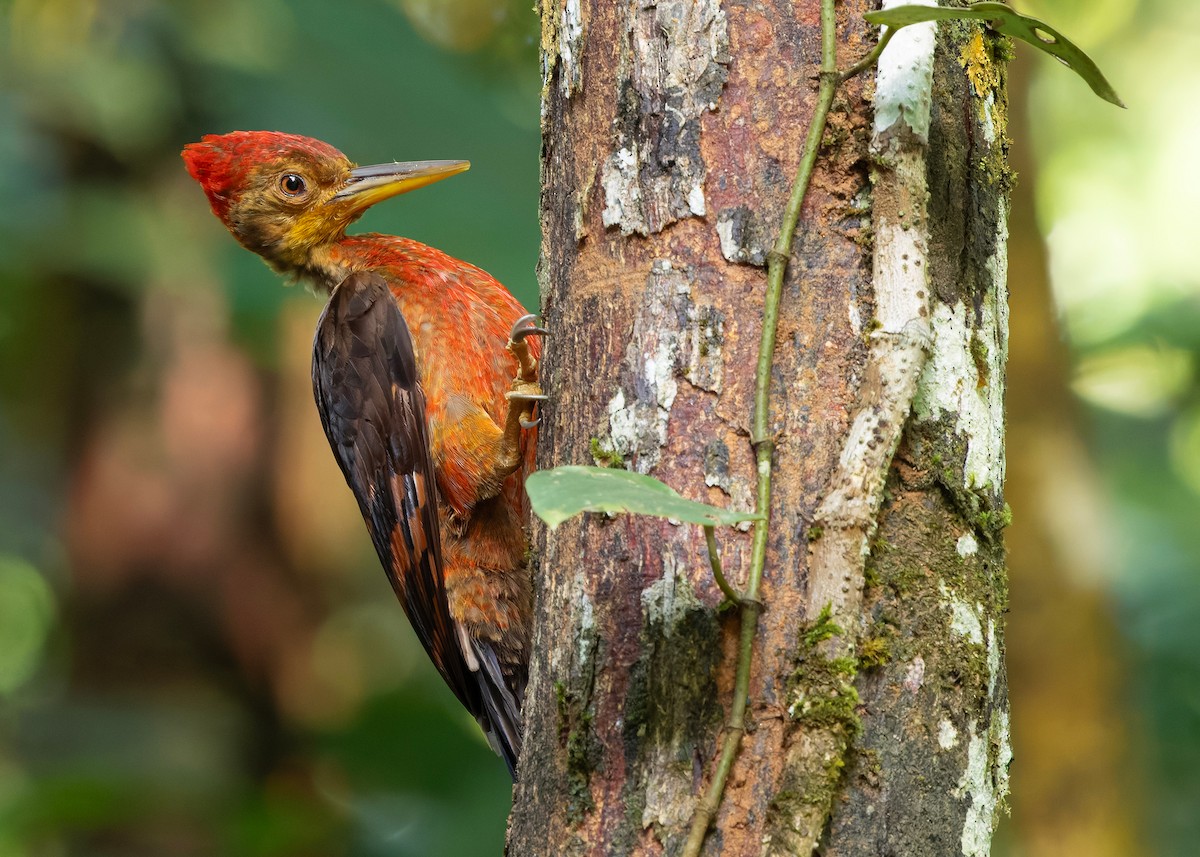 Orange-backed Woodpecker - ML646285079