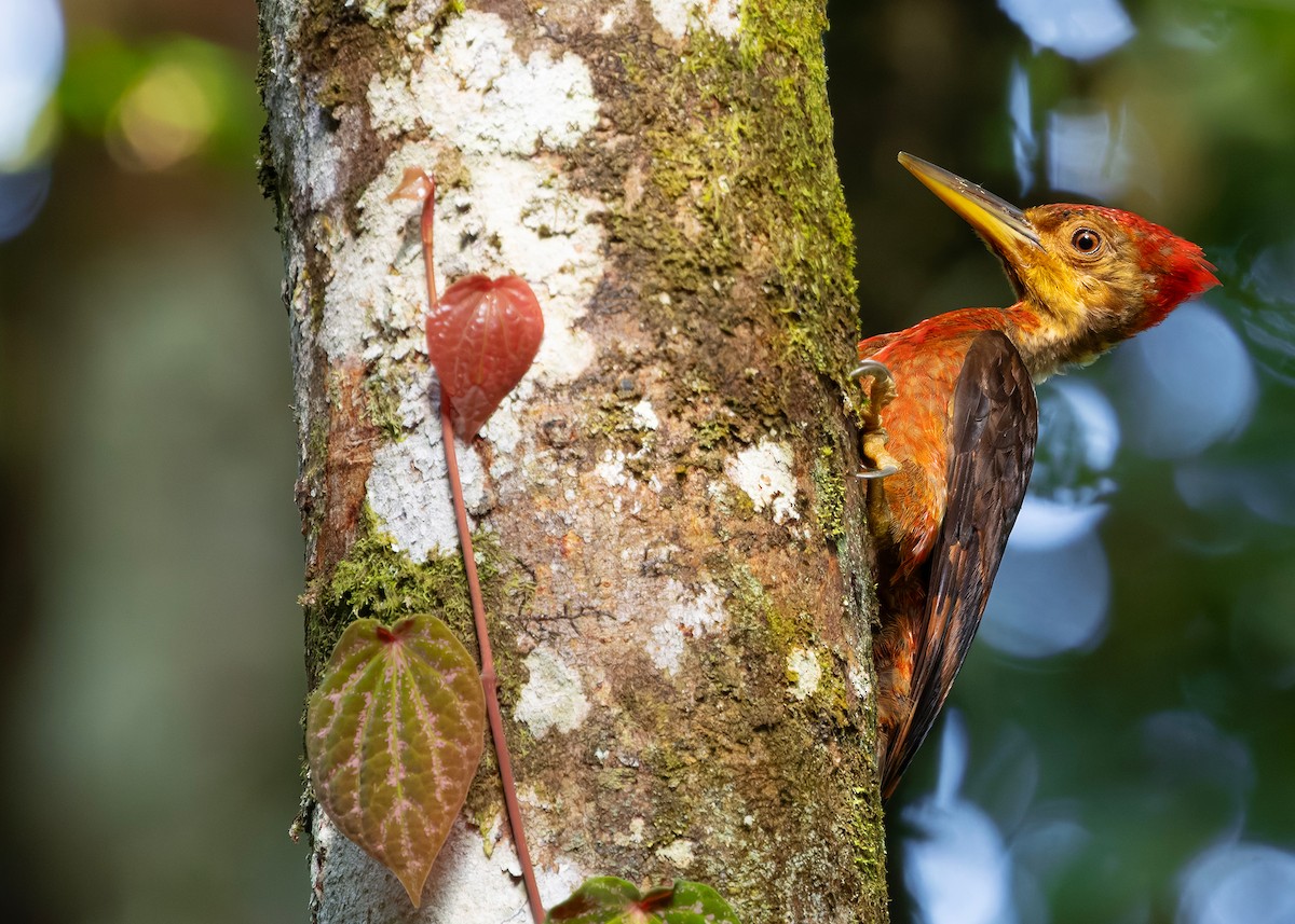 Orange-backed Woodpecker - ML646285080