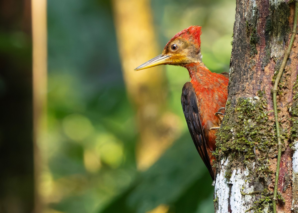 Orange-backed Woodpecker - ML646285081