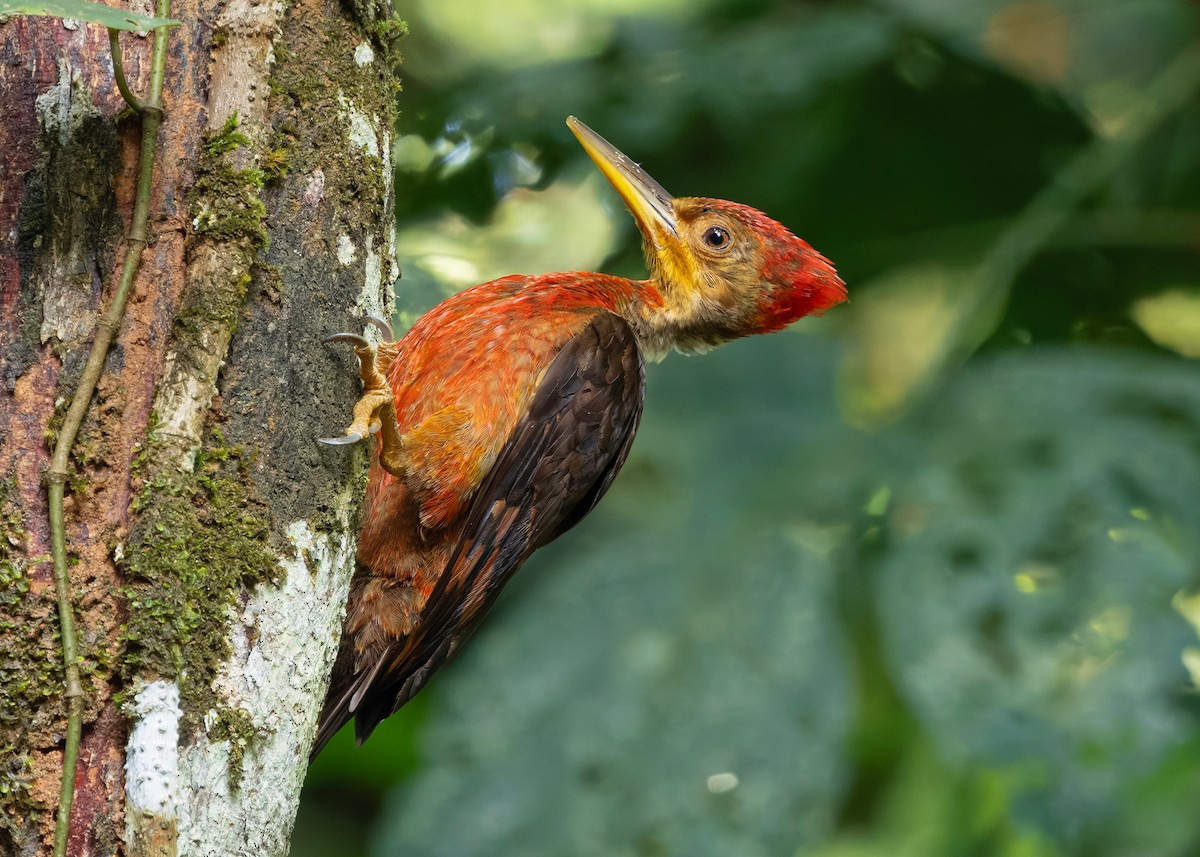 Orange-backed Woodpecker - ML646285082