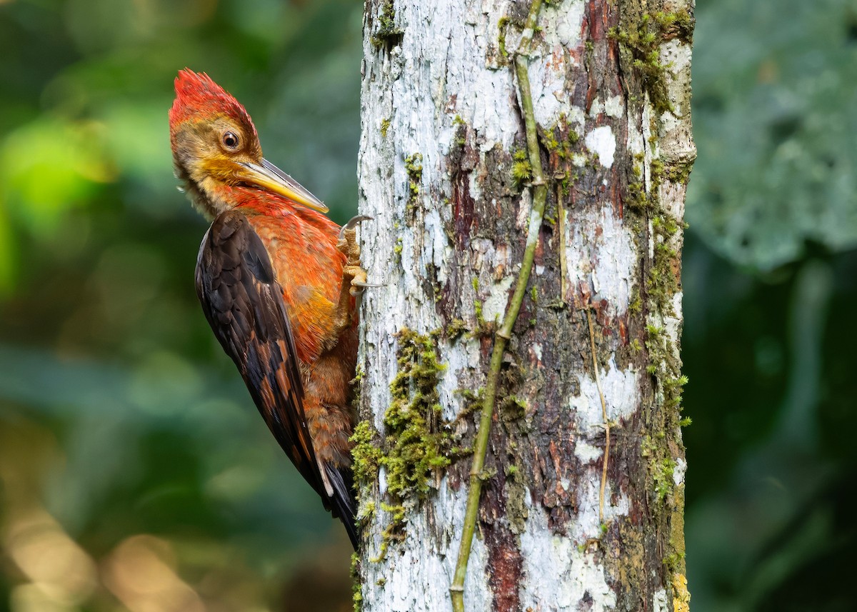 Orange-backed Woodpecker - ML646285083