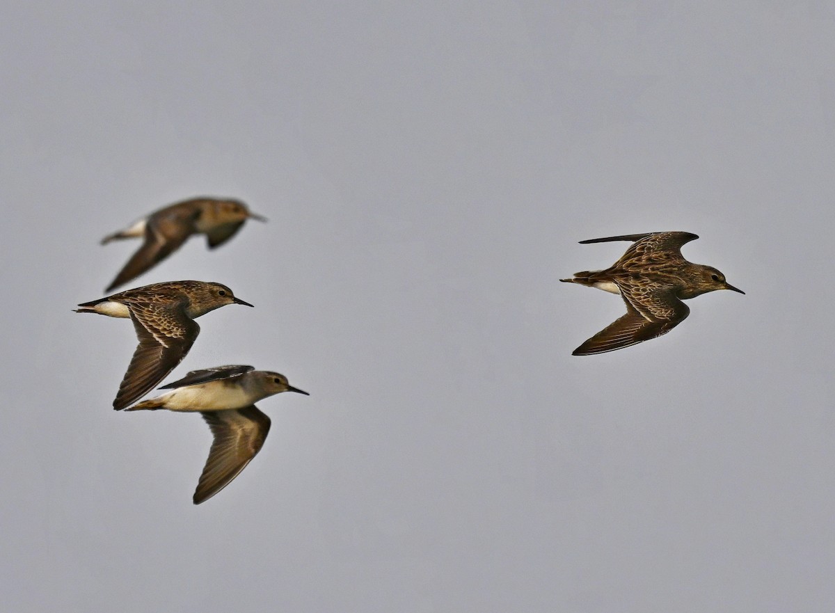 Long-toed Stint - ML646285084