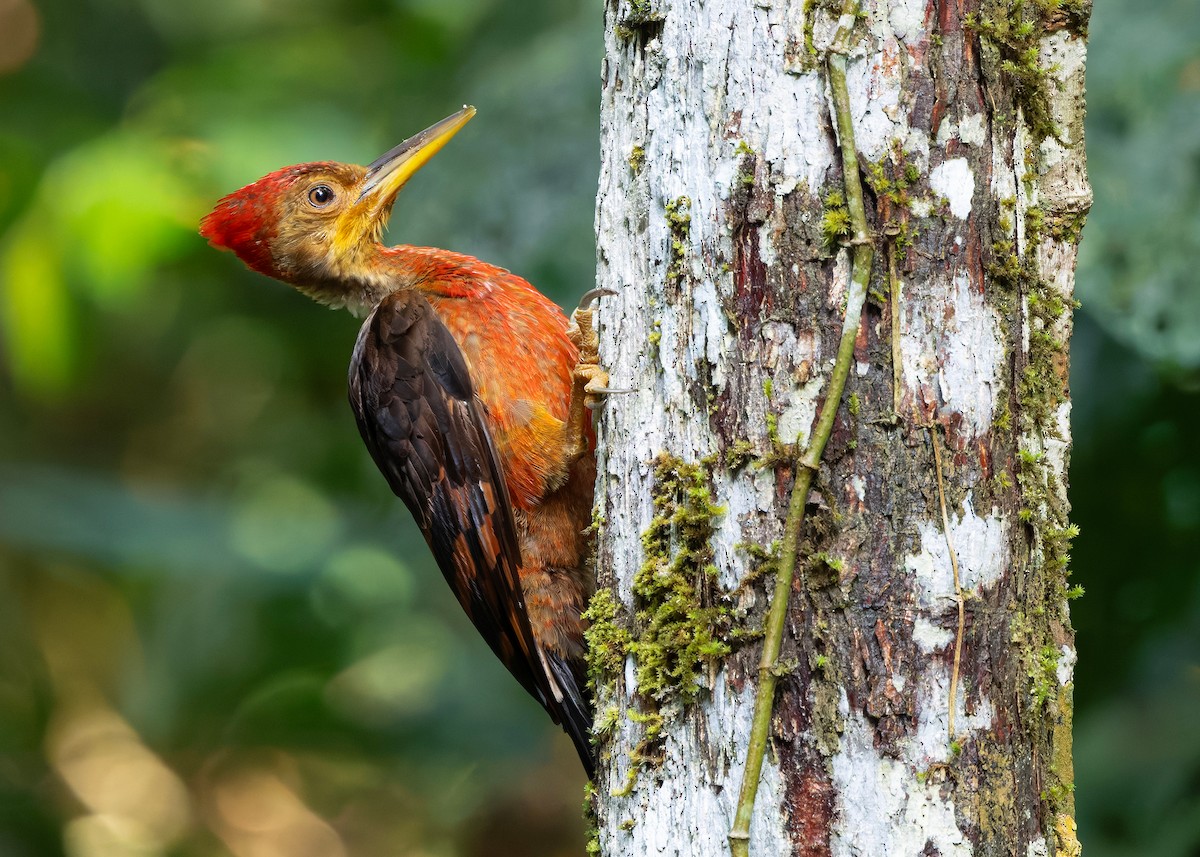 Orange-backed Woodpecker - ML646285085