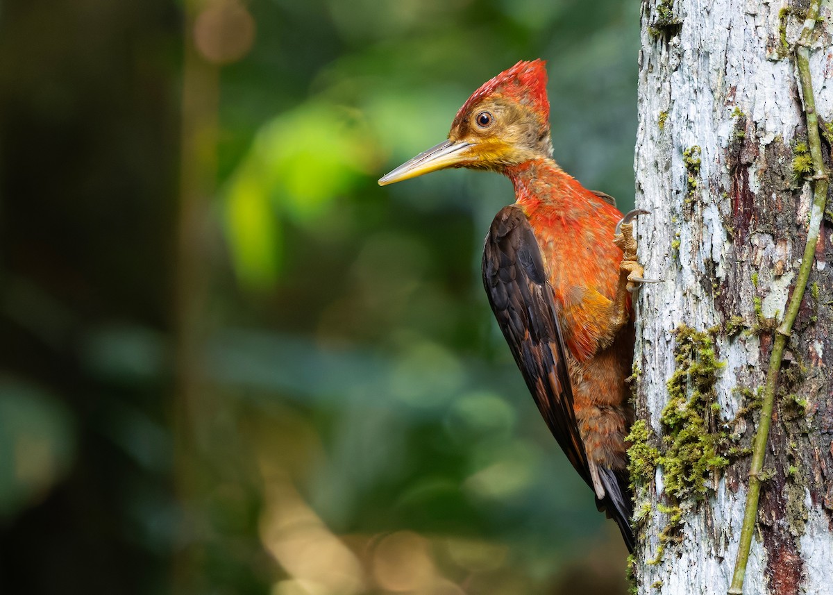 Orange-backed Woodpecker - ML646285086