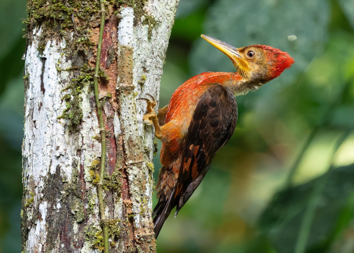 Orange-backed Woodpecker - ML646285087