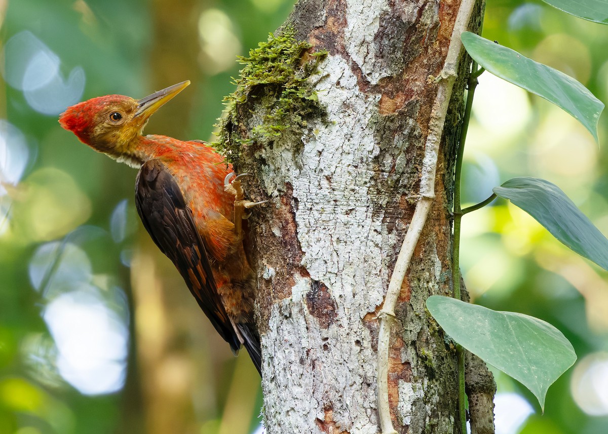 Orange-backed Woodpecker - ML646285088