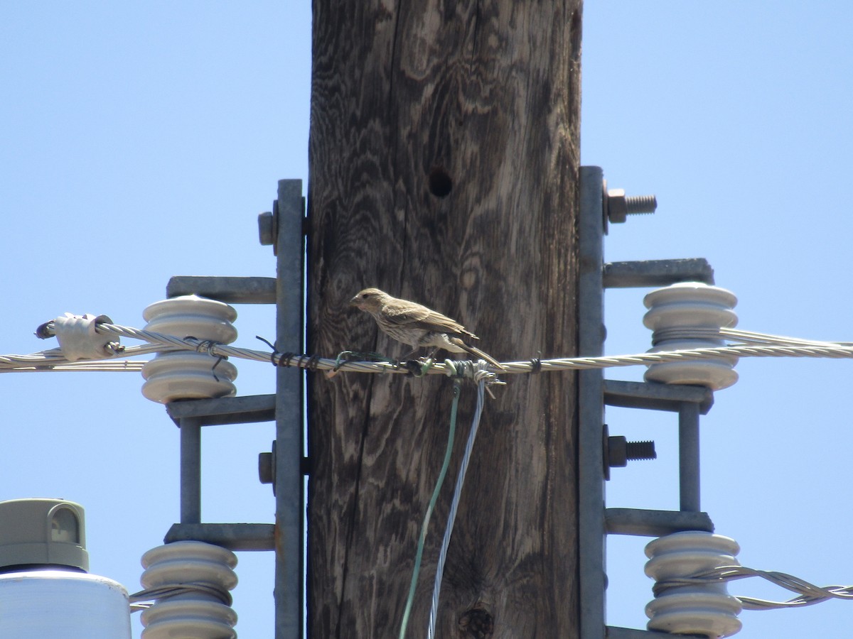 Roselin familier - ML646285090