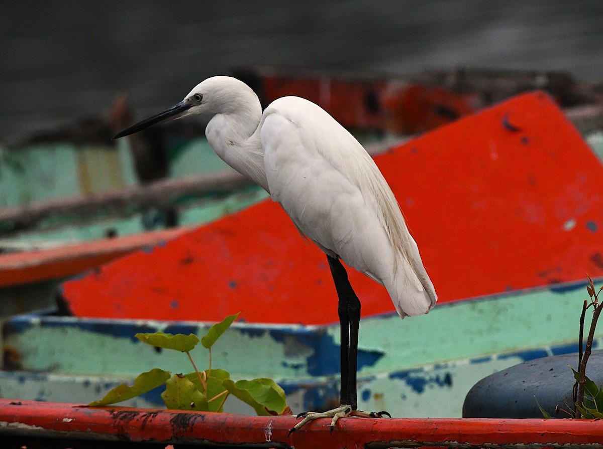 Aigrette garzette - ML646285099
