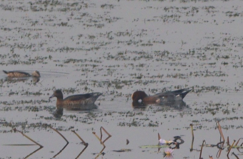 Eurasian Wigeon - ML646285101