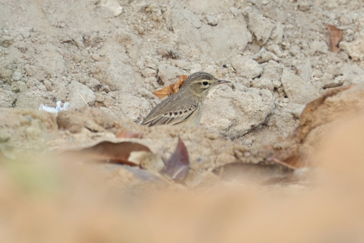 Tawny Pipit - ML646285102