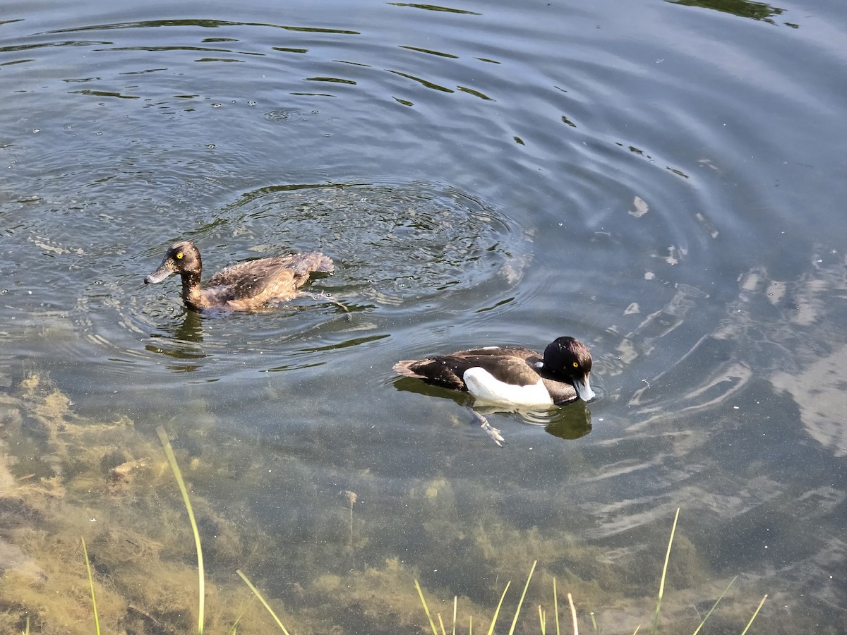 Tufted Duck - ML646285104