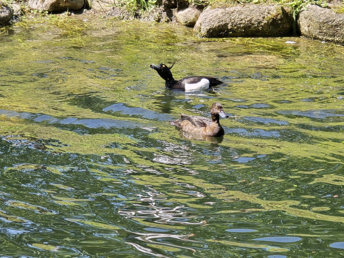 Tufted Duck - ML646285105