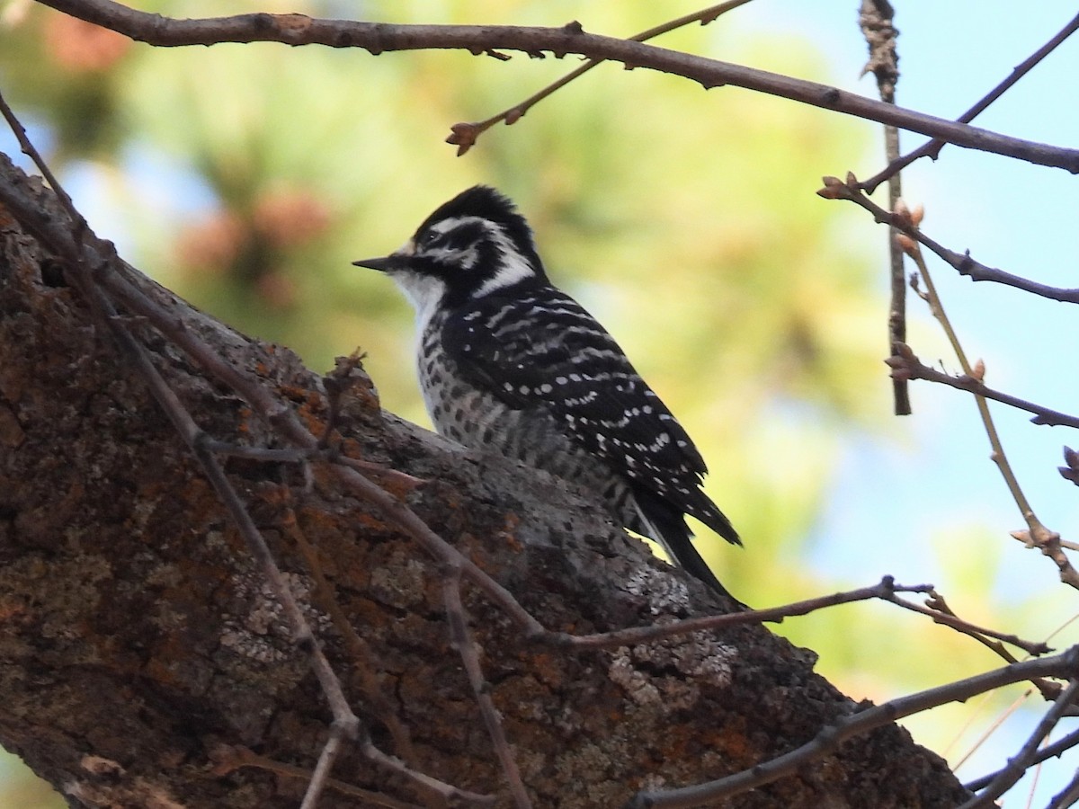 Nuttall's Woodpecker - ML646285106