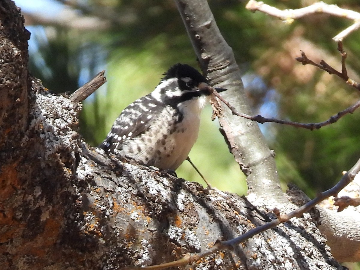 Nuttall's Woodpecker - ML646285107