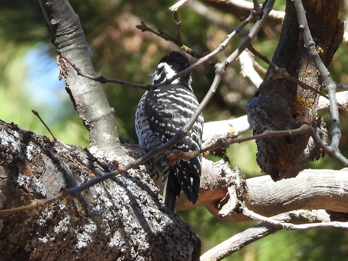 Nuttall's Woodpecker - ML646285108