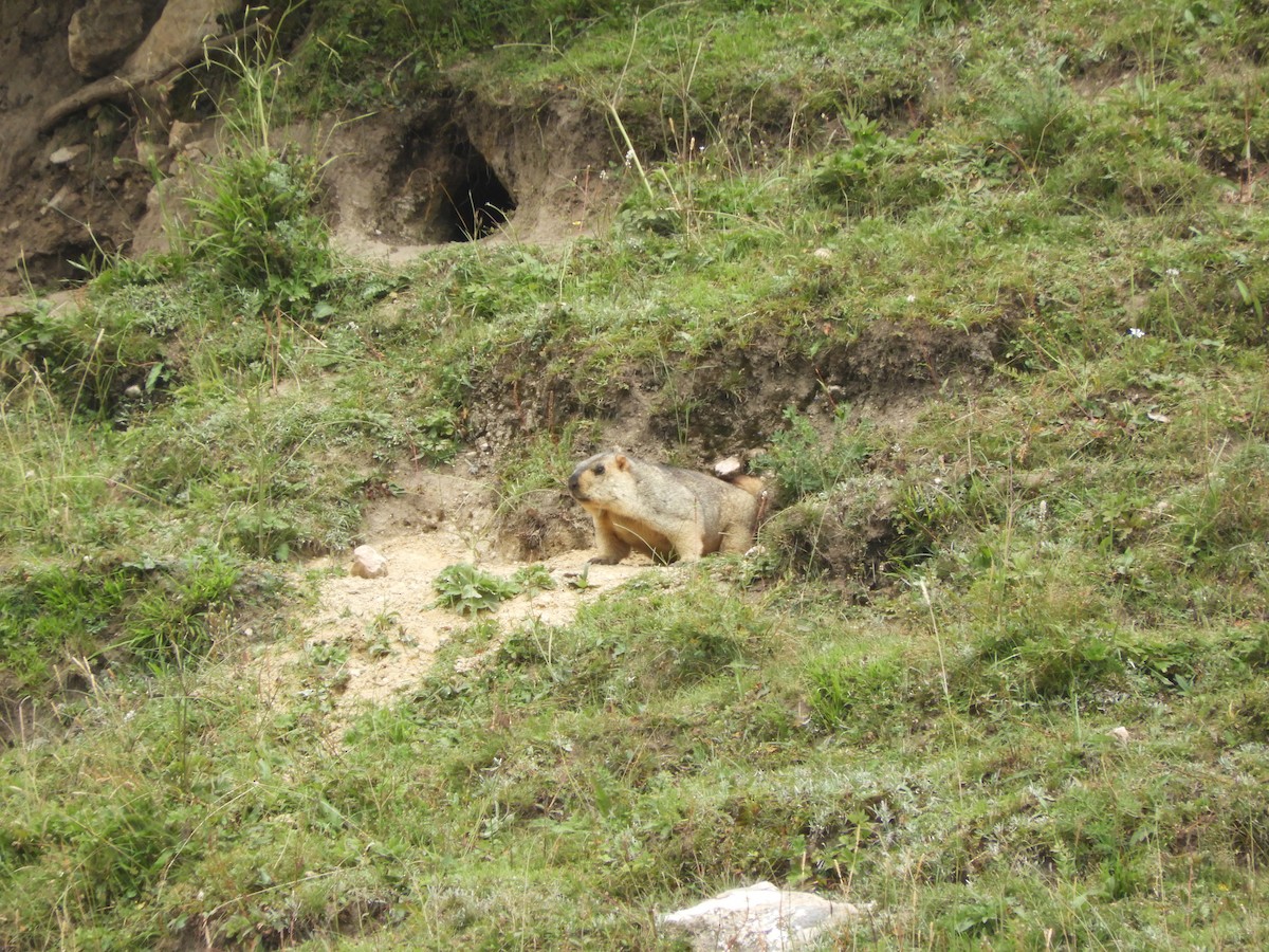 Himalayan Marmot - ML646285109