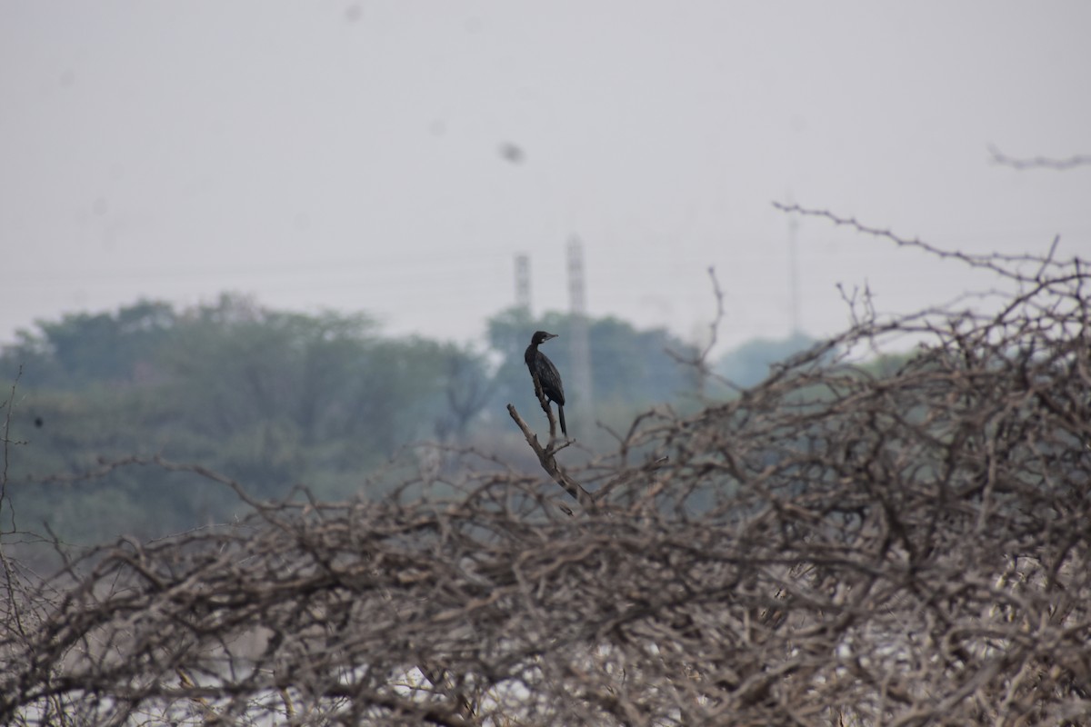 Little Cormorant - ML646285111