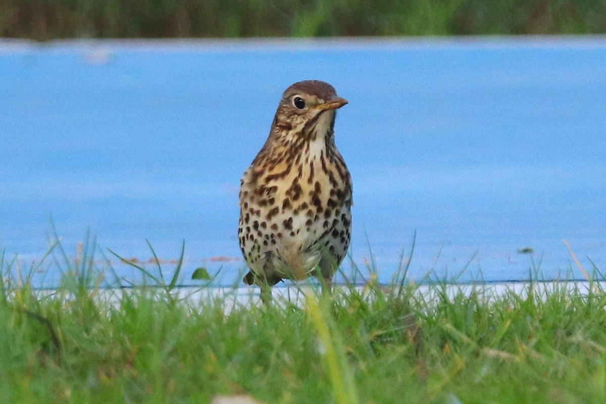 Song Thrush - ML646285114
