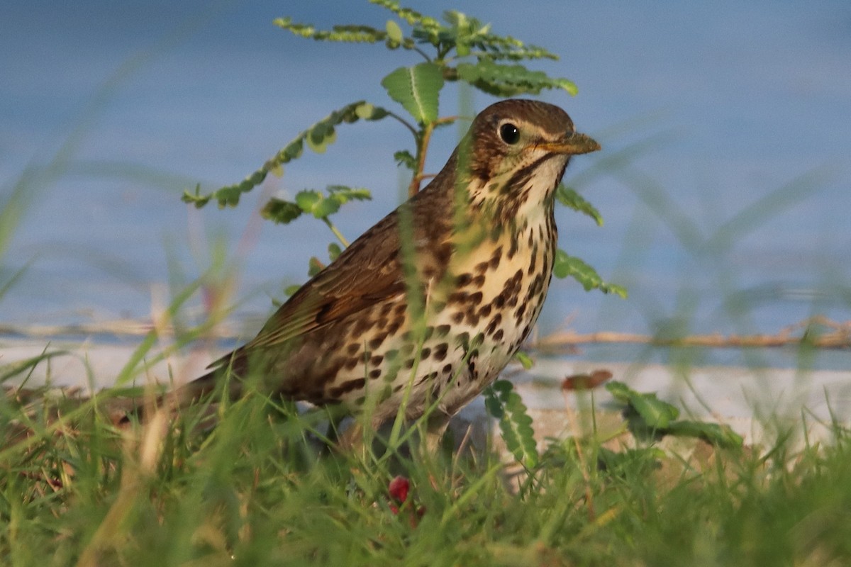 Song Thrush - ML646285115