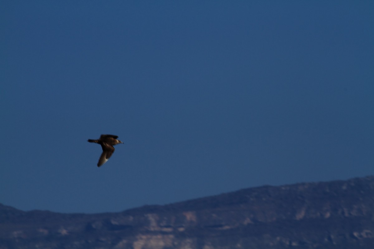 Parasitic Jaeger - ML646285116