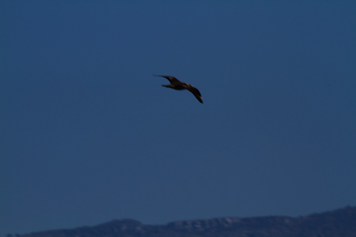 Parasitic Jaeger - ML646285117