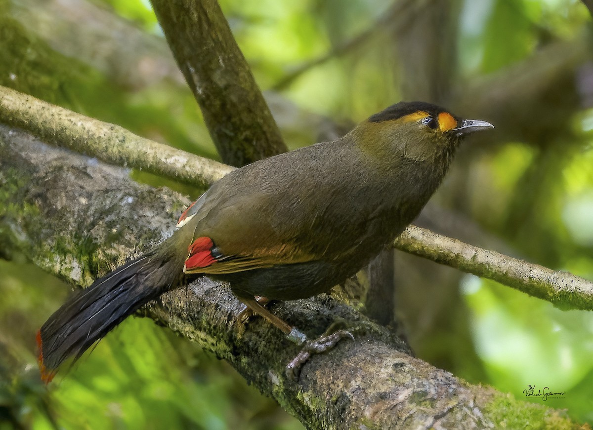 Bugun Liocichla - ML646285118