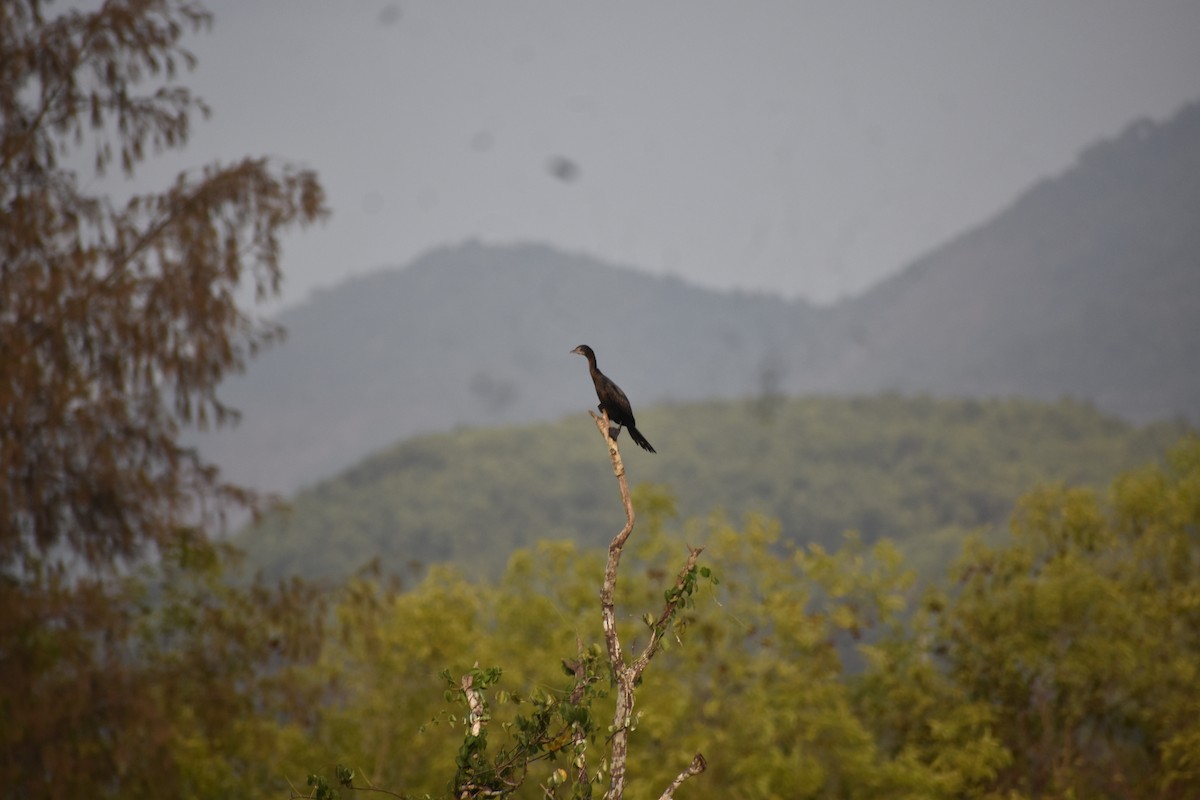 Little Cormorant - ML646285120