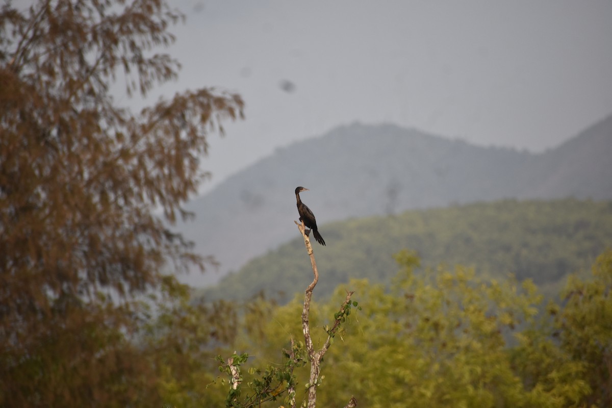 Little Cormorant - ML646285121