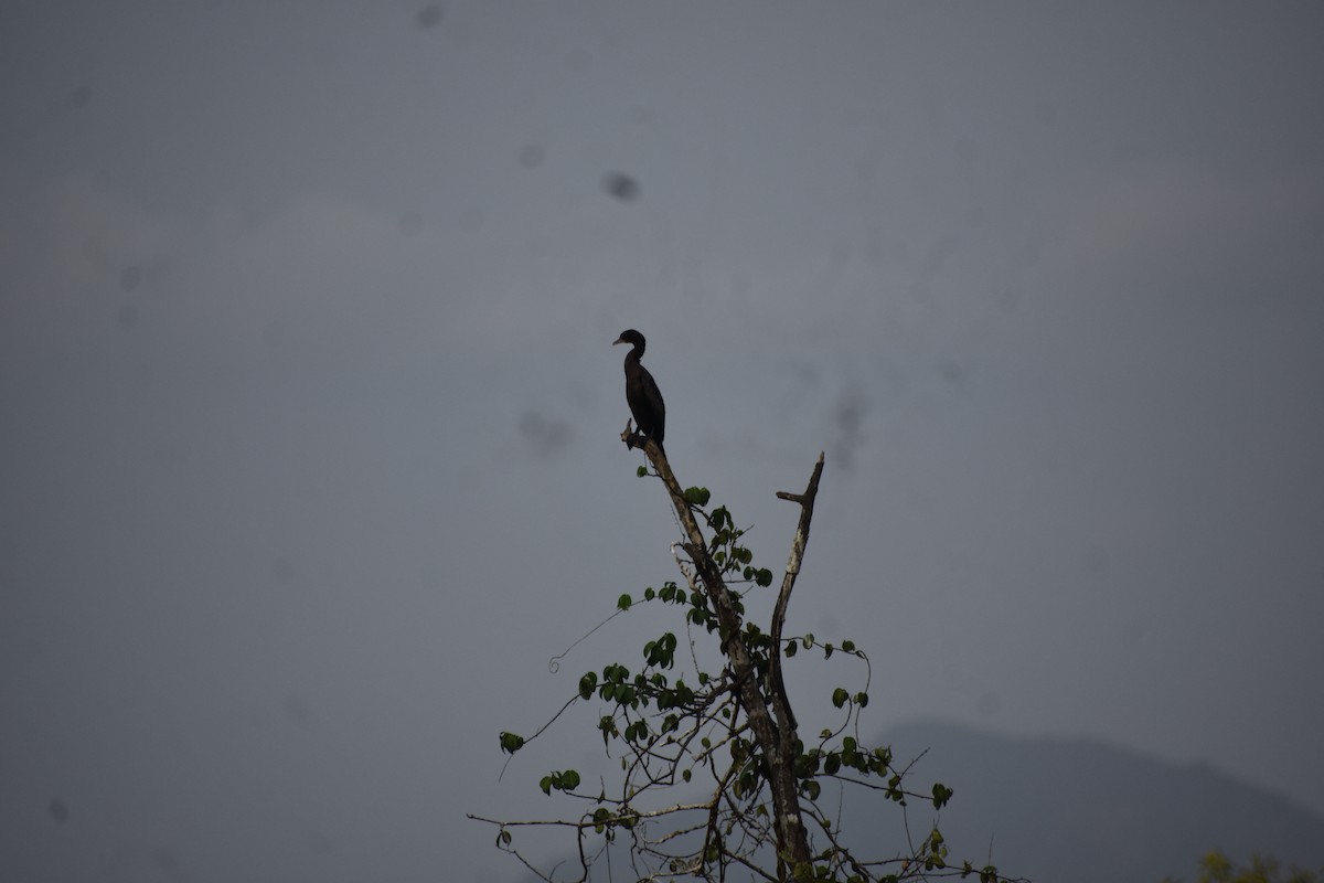 Little Cormorant - ML646285122