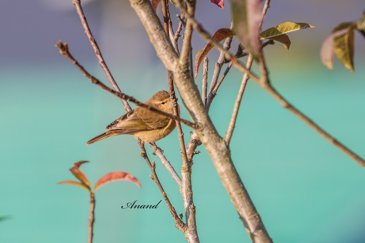 Common Chiffchaff - ML646285123