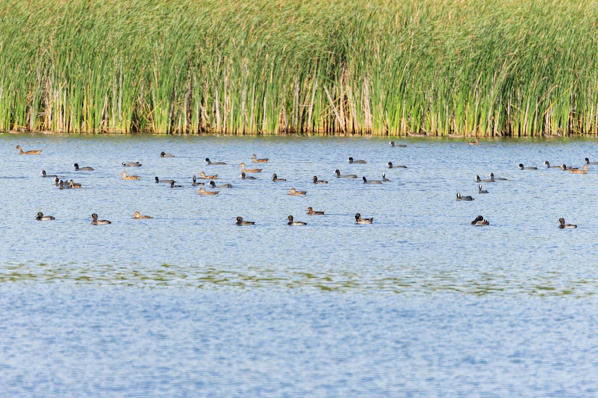 Eurasian Coot - ML646285124