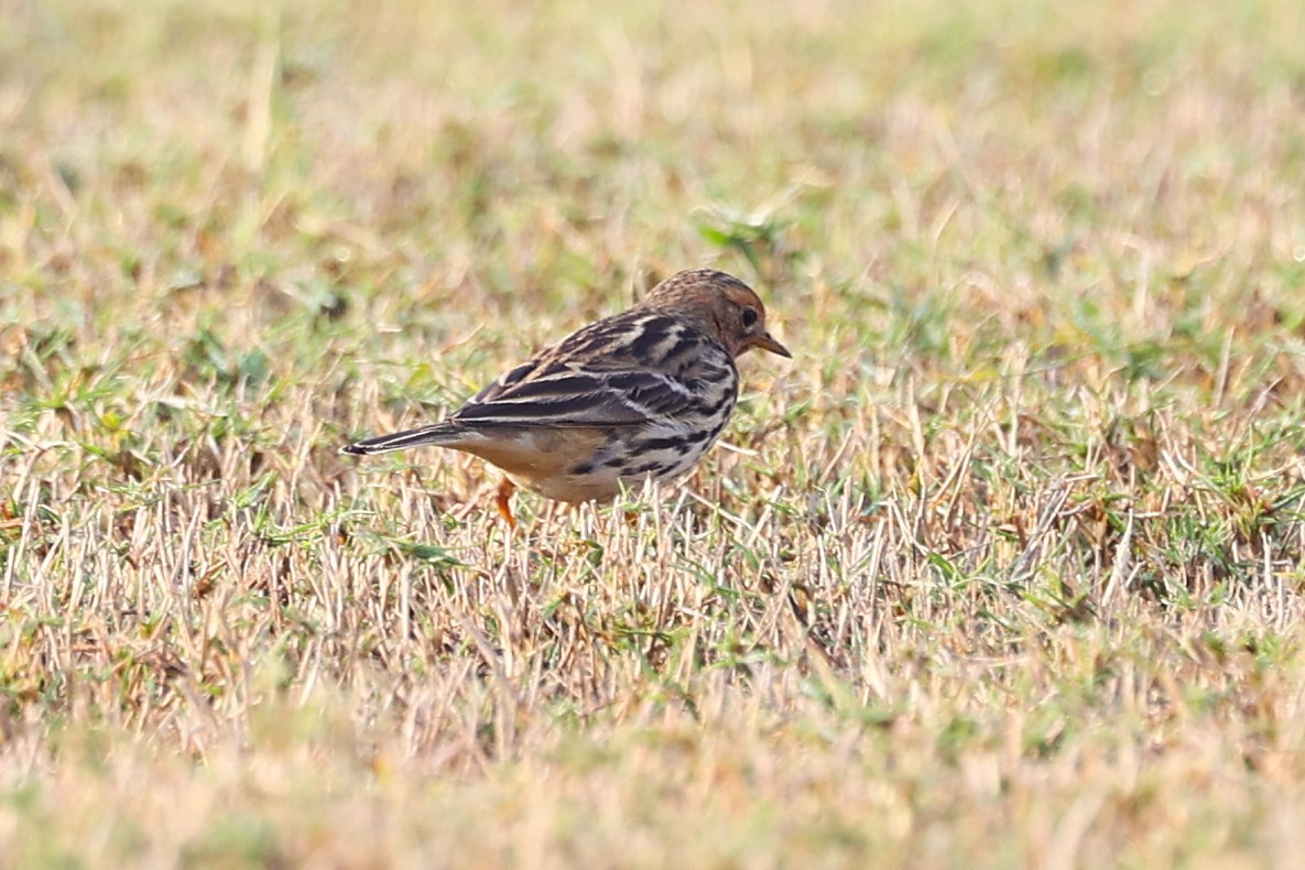 Red-throated Pipit - ML646285126