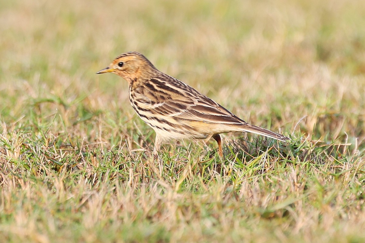 Red-throated Pipit - ML646285127